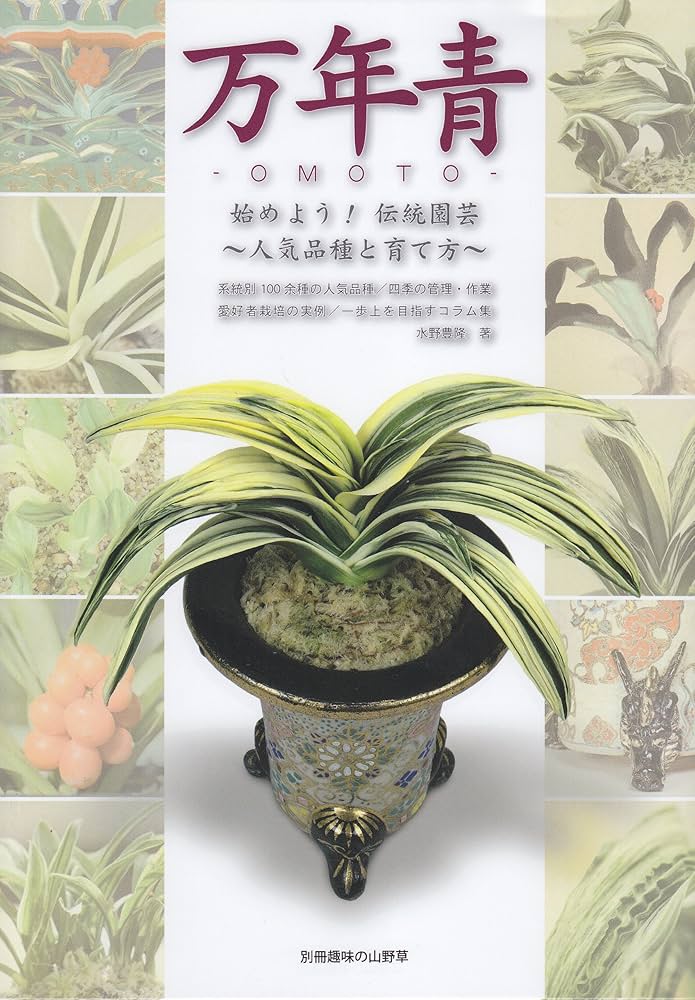 萬年青 図版 保育社 萬年青 図版 保育社 s001 HON6 大型本 榊原八朗 編 「萬年青